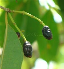  Fruits